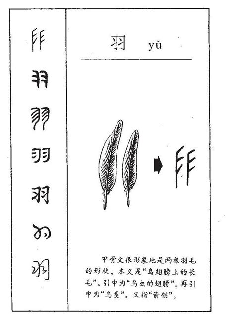 羽部的字|羽字旁